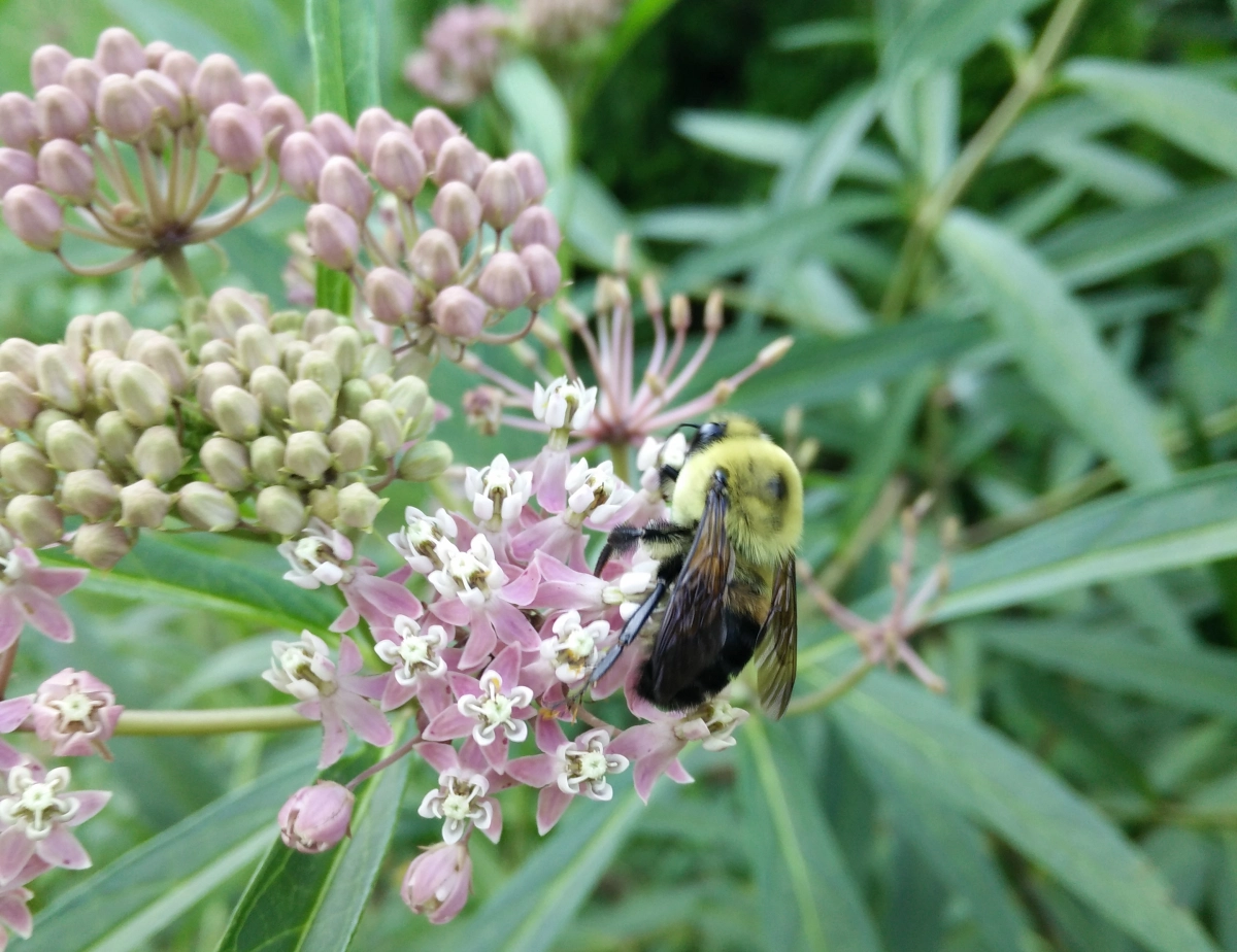 Bumblebees! : The Early Spring Garden