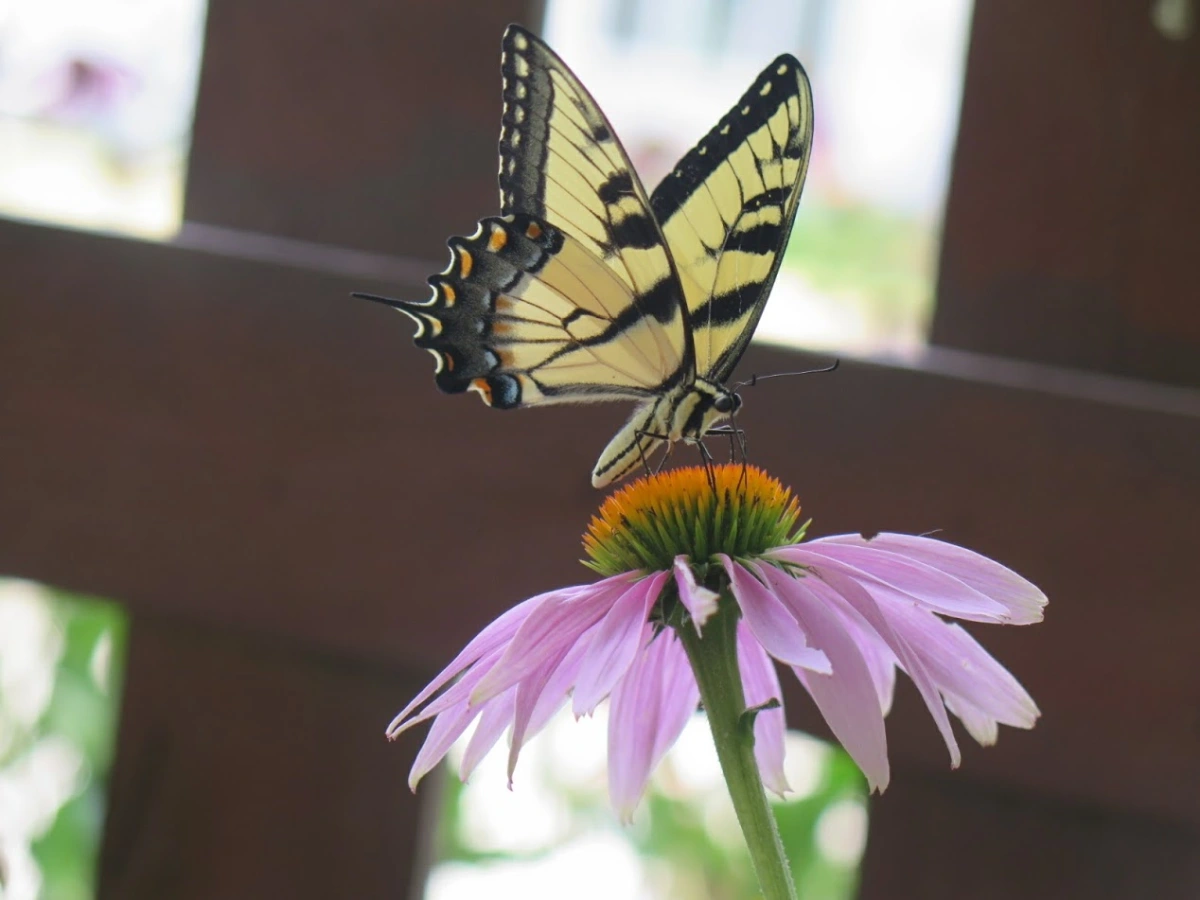 Mimicry and the Swallowtails