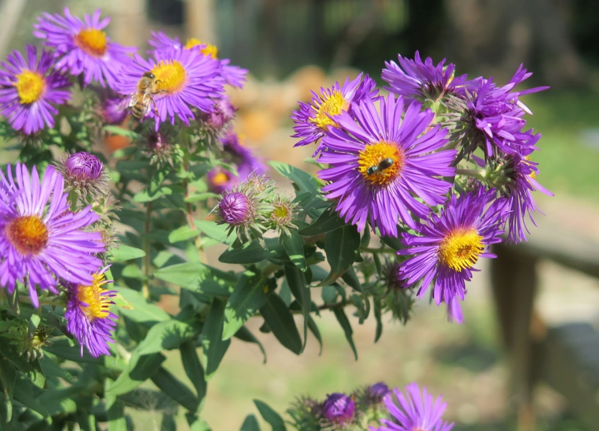 Planting a Pollinator Garden: A Quick Start Guide