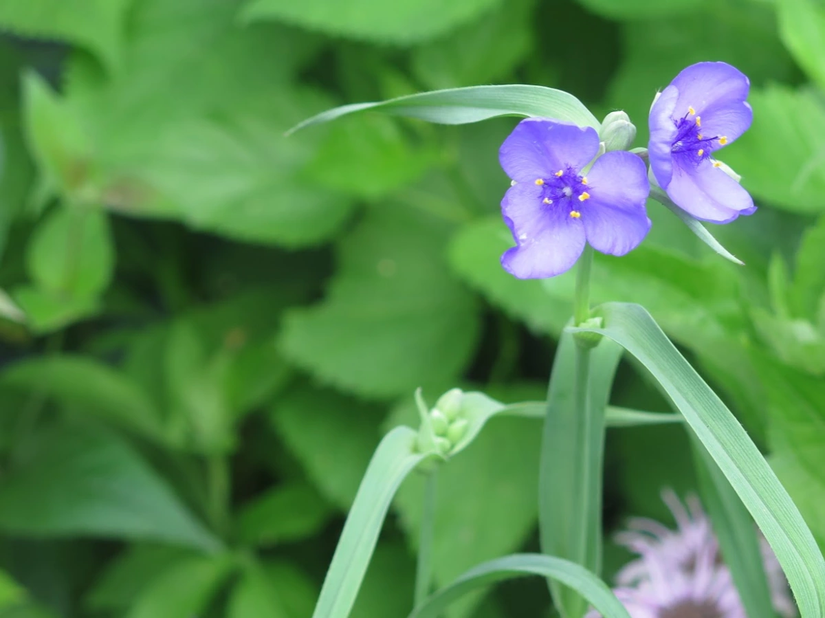 Ohio Spiderwort: Saving the Morning in the Late Spring Garden