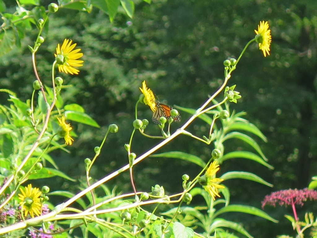 Monarch butterfly visiting prairie dock.