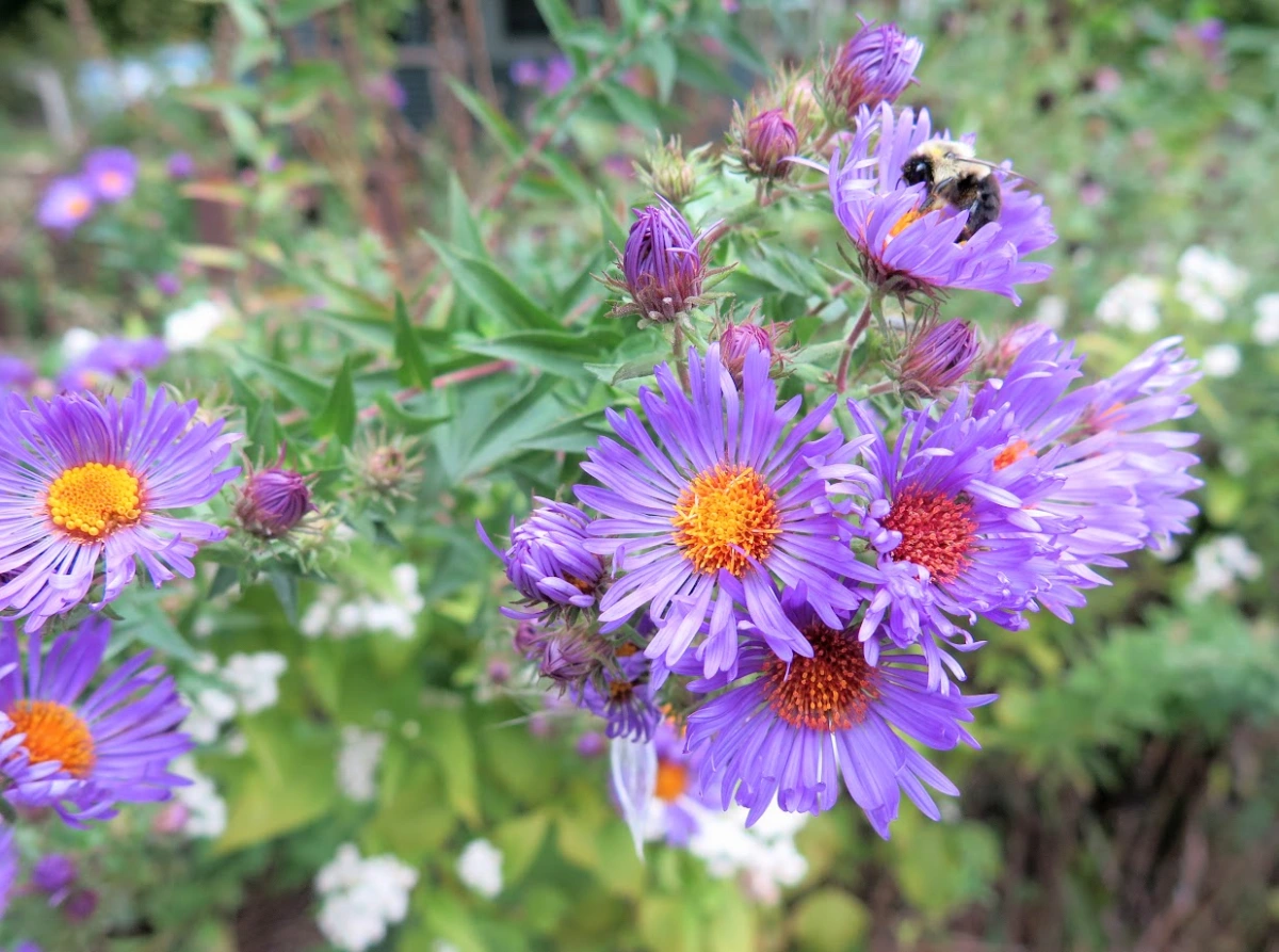 New England Aster: The Ins and The Outs!