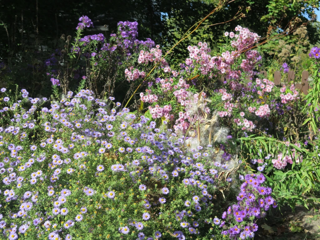 Purple and pink New England asters with aromatic aster in front.