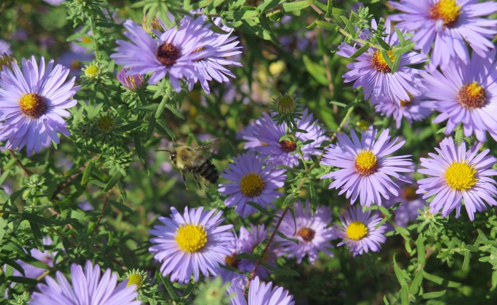 Aromatic aster still blooming while a bumblebee flies by.