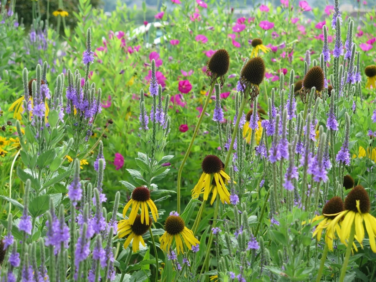 The Long-Blooming Garden:  A Planning Tool for Pollinator Gardens
